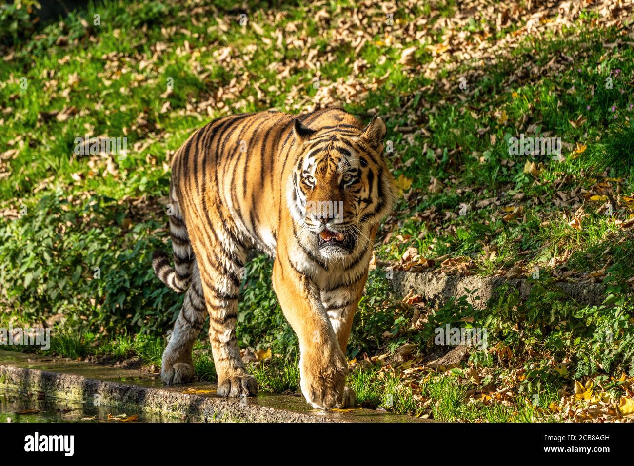 Le tigre de Sibérie, Panthera tigris altaica est le plus grand chat dans le monde Banque D'Images