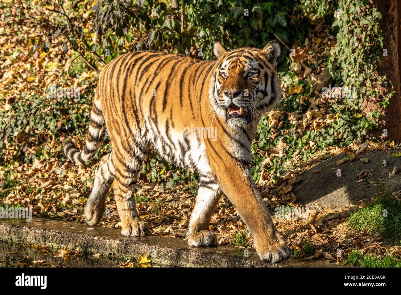 Le tigre de Sibérie, Panthera tigris altaica est le plus grand chat dans le monde Banque D'Images