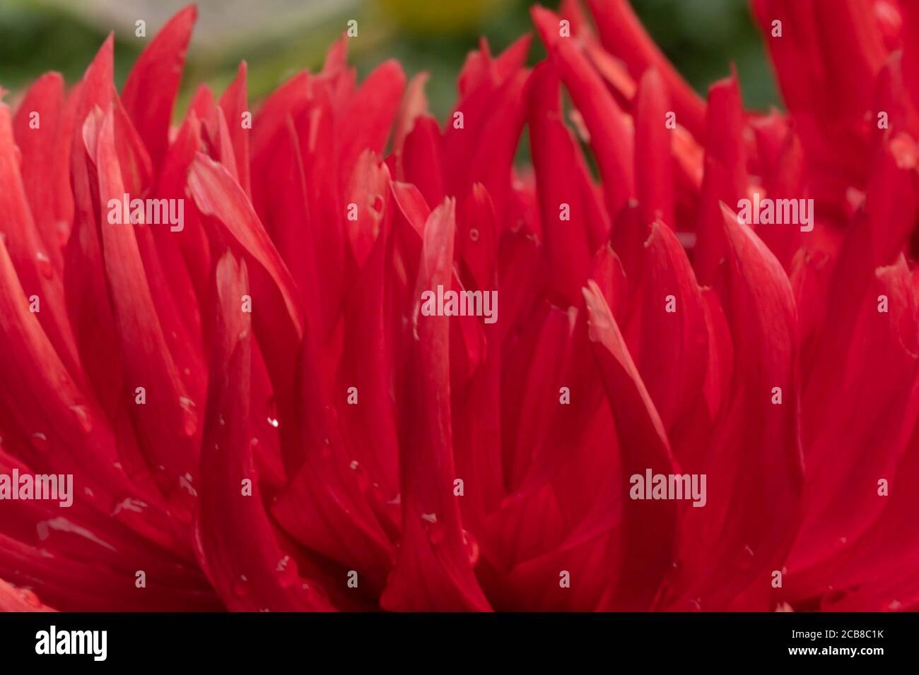 Gros plan de la fleur rouge Dalia Banque D'Images