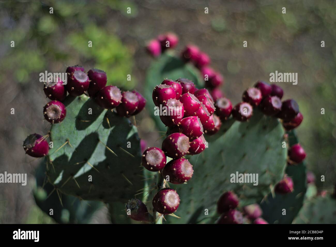 Cactus de poire à baies en gros plan de fruits violets avec arrière-plan hors foyer au premier plan dans le désert du Texas. Banque D'Images