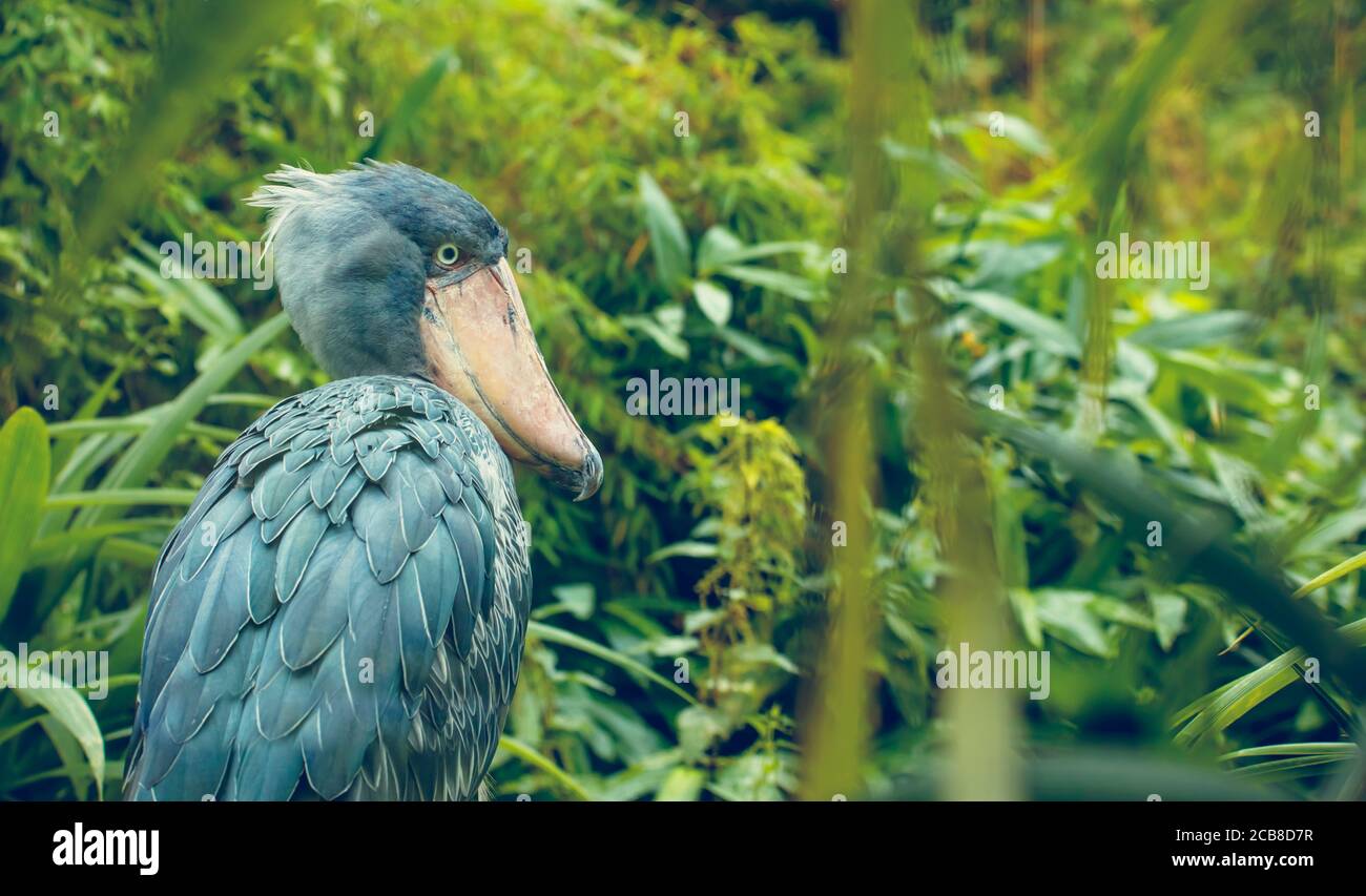 Très rare le Balaeniceps rex, également connu sous le nom de tête de baleine, de cigogne à tête de baleine, ou de cigogne à bec de chaussure dans le zoo de Prague, la meilleure photo. Banque D'Images