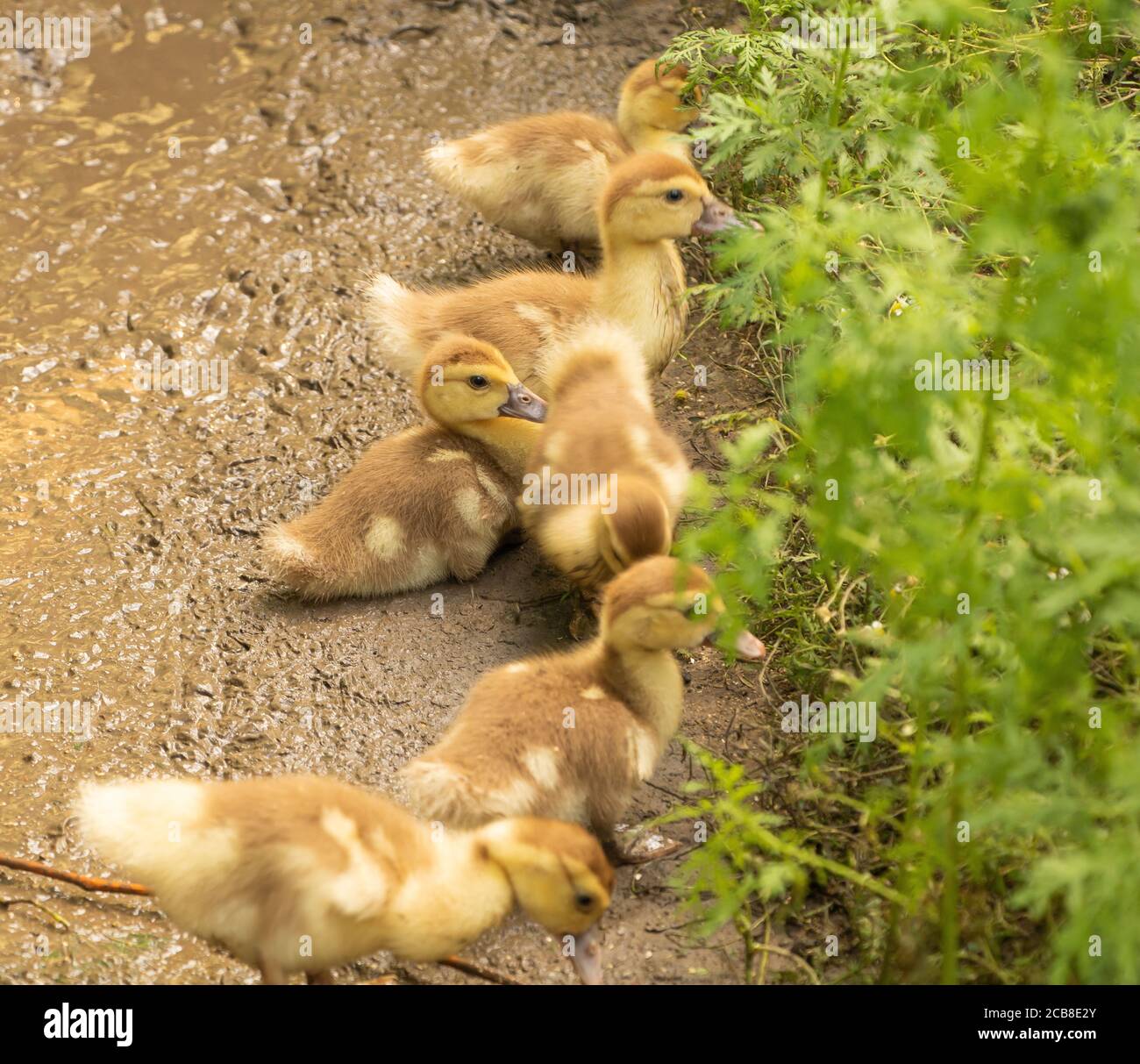 Bebe Canard Muscovy Domestique Banque D Image Et Photos Alamy