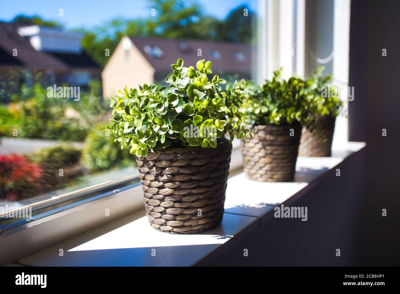 Trois plantes vertes dans des paniers en osier sur le rebord de la fenêtre d'une belle maison dans un quartier, vue sur les maisons par la fenêtre, intérieur rétro moderne Banque D'Images