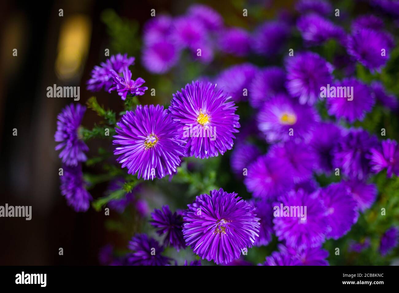 Petits chrysanthèmes violets dans un jardin d'automne avec fleurs violettes  de Chrysanthemum fleuries dans un jardin, vue du dessus Photo Stock - Alamy