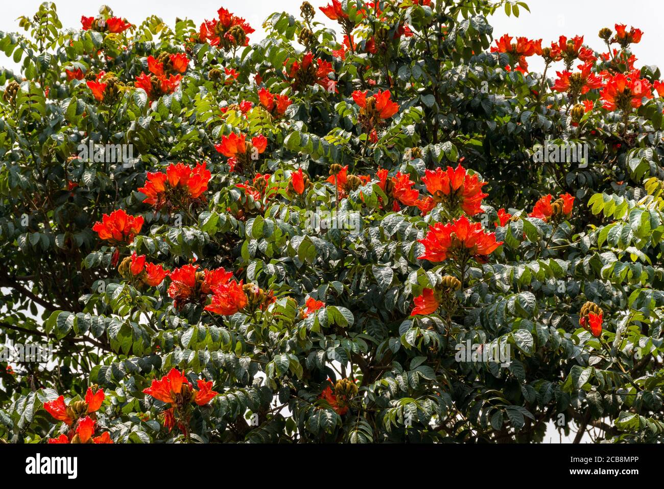 African tuliptree (Spathodea campanulata) fleurs rouge orange en fleur, au Kenya Banque D'Images