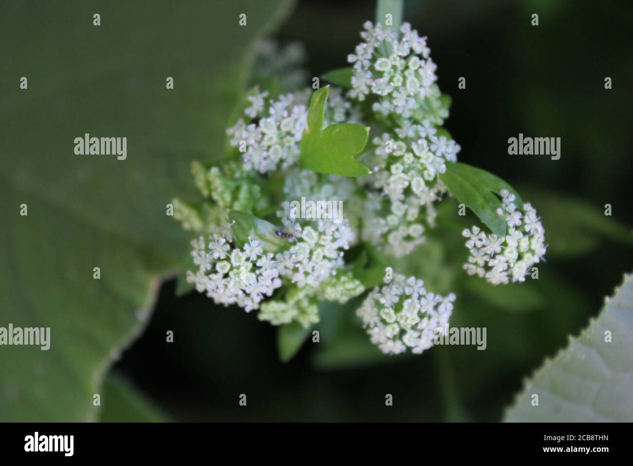 Céleri biologique, Apium graveolens, petites fleurs blanches qui poussent dans le jardin urbain de l'arrière-cour. Banque D'Images