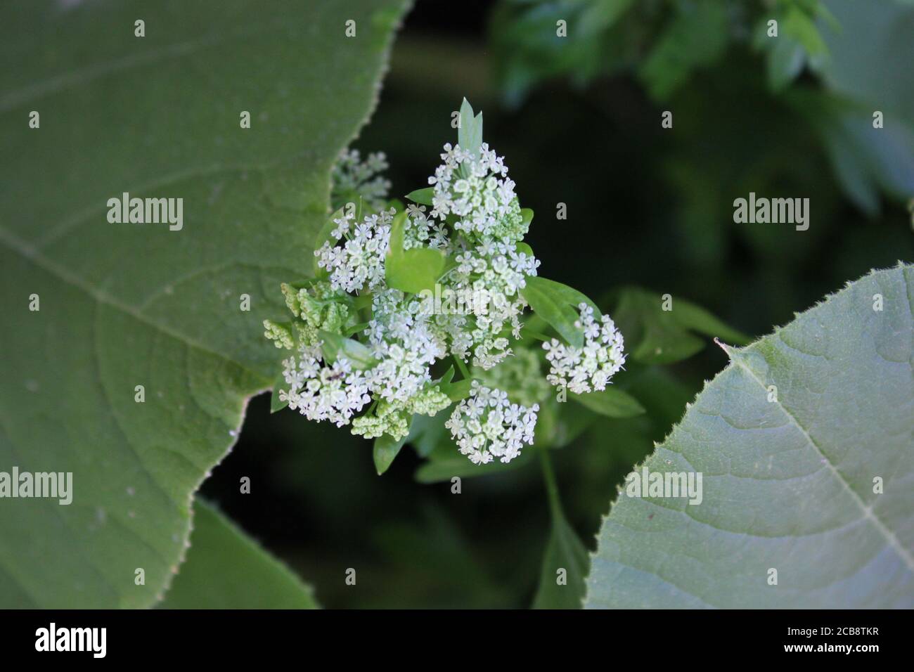 Céleri biologique, Apium graveolens, petites fleurs blanches qui poussent dans le jardin urbain de l'arrière-cour. Banque D'Images