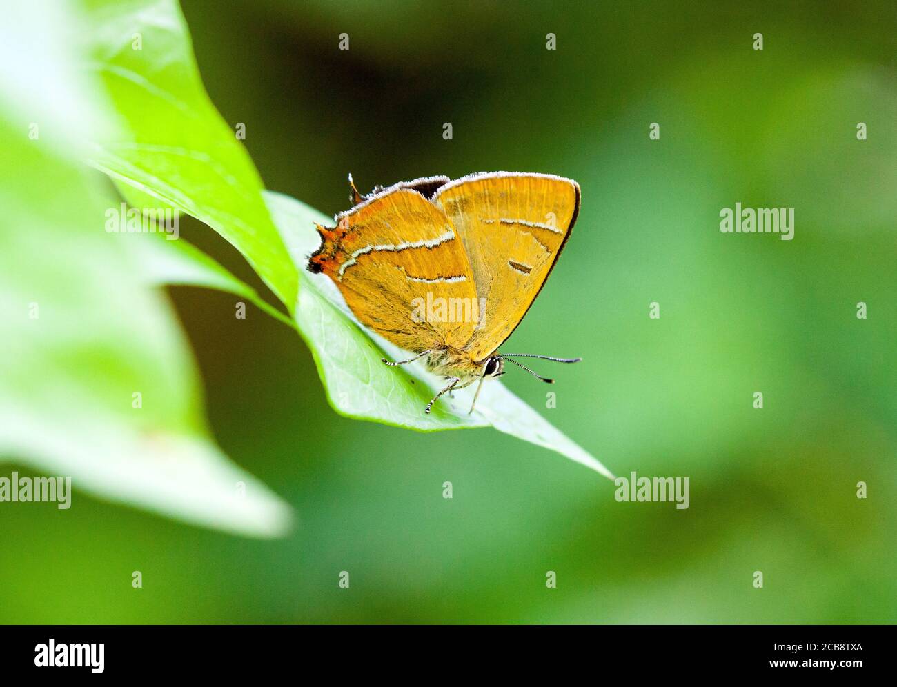 Thecla betulae papillon brun à Ott Moor RSPB nature Réserve Oxfordshire Angleterre Royaume-Uni Banque D'Images