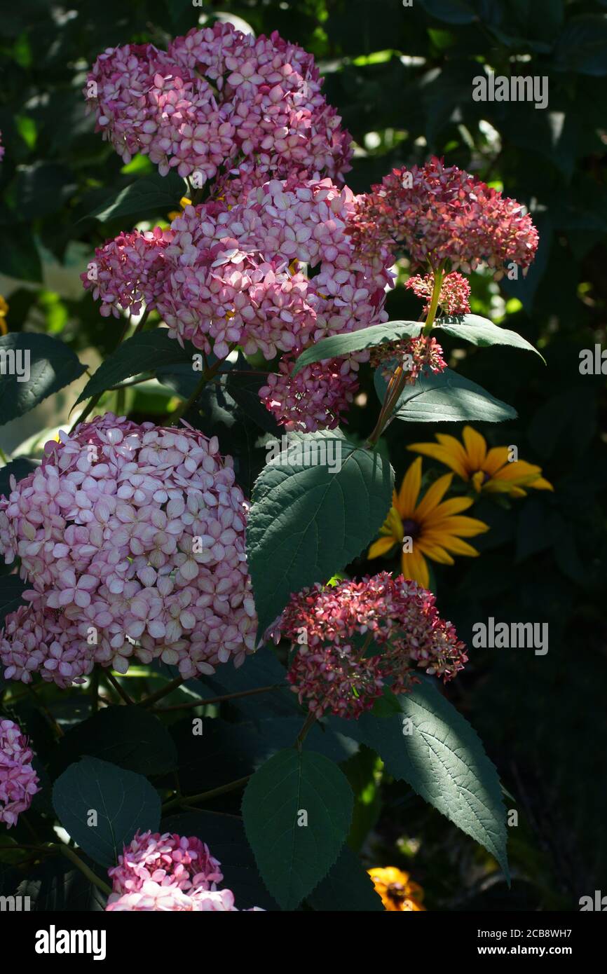 Hydrangea arborescens Invincibelle Spirit ou Pink Annabelle rose un corymbe. Hortensia arborescens, hortensia lisse, hortensia sauvage ou aboyer Banque D'Images