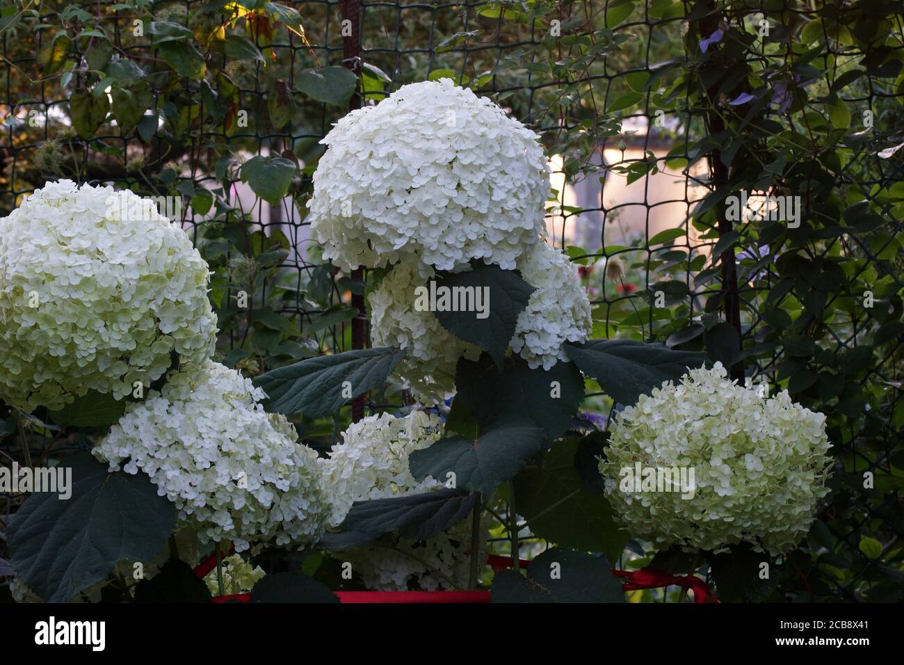 Hydrangea arborescens Incredible ou fort Annabelle blanc a corymbe. Hortensia arborescens, hortensia lisse, hortensia sauvage ou aboyer Banque D'Images Hydrangea arborescens Incredible ou fort Annabelle blanc a corymbe. Hortensia arborescens, hortensia lisse, hortensia sauvage ou aboyer Banque D'Images