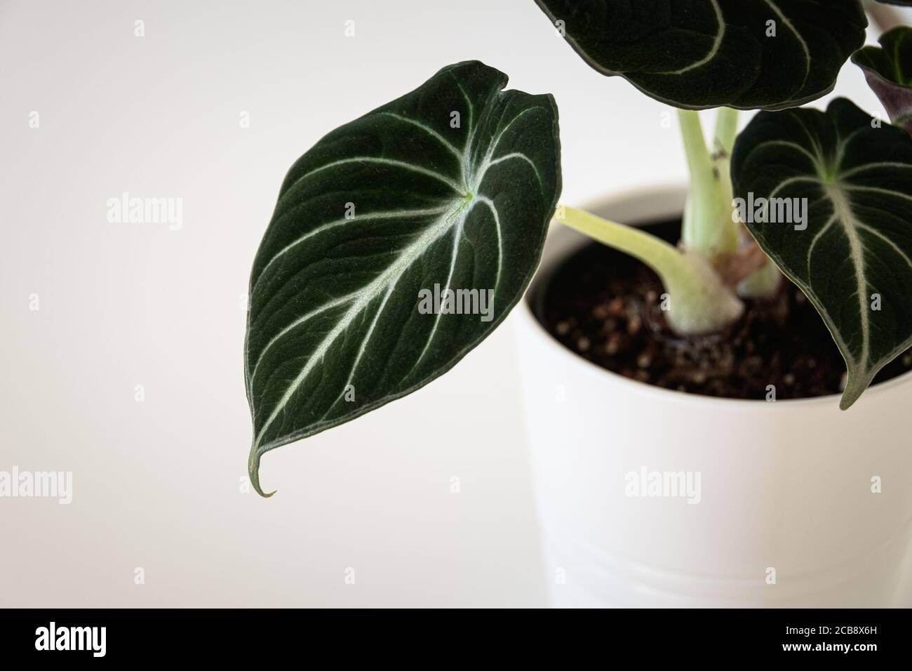 Alocasia reginula feuille de velours noir. Plante en pot tropicale sur fond blanc. Détail exotique tendance de la maison. Banque D'Images