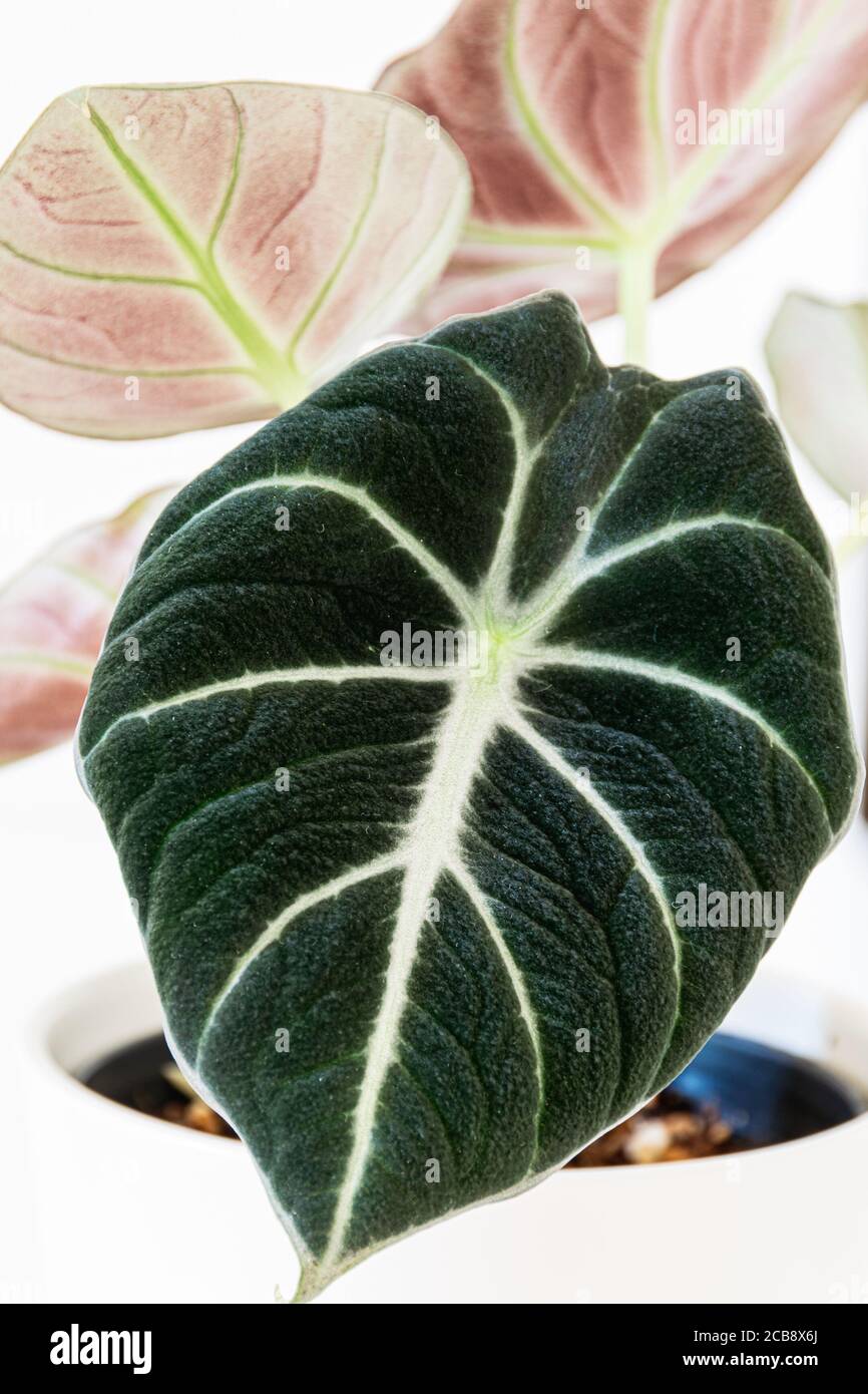 Alocasia reginula feuille de velours noir. Plante en pot tropicale sur fond blanc. Détail exotique tendance de la maison. Banque D'Images