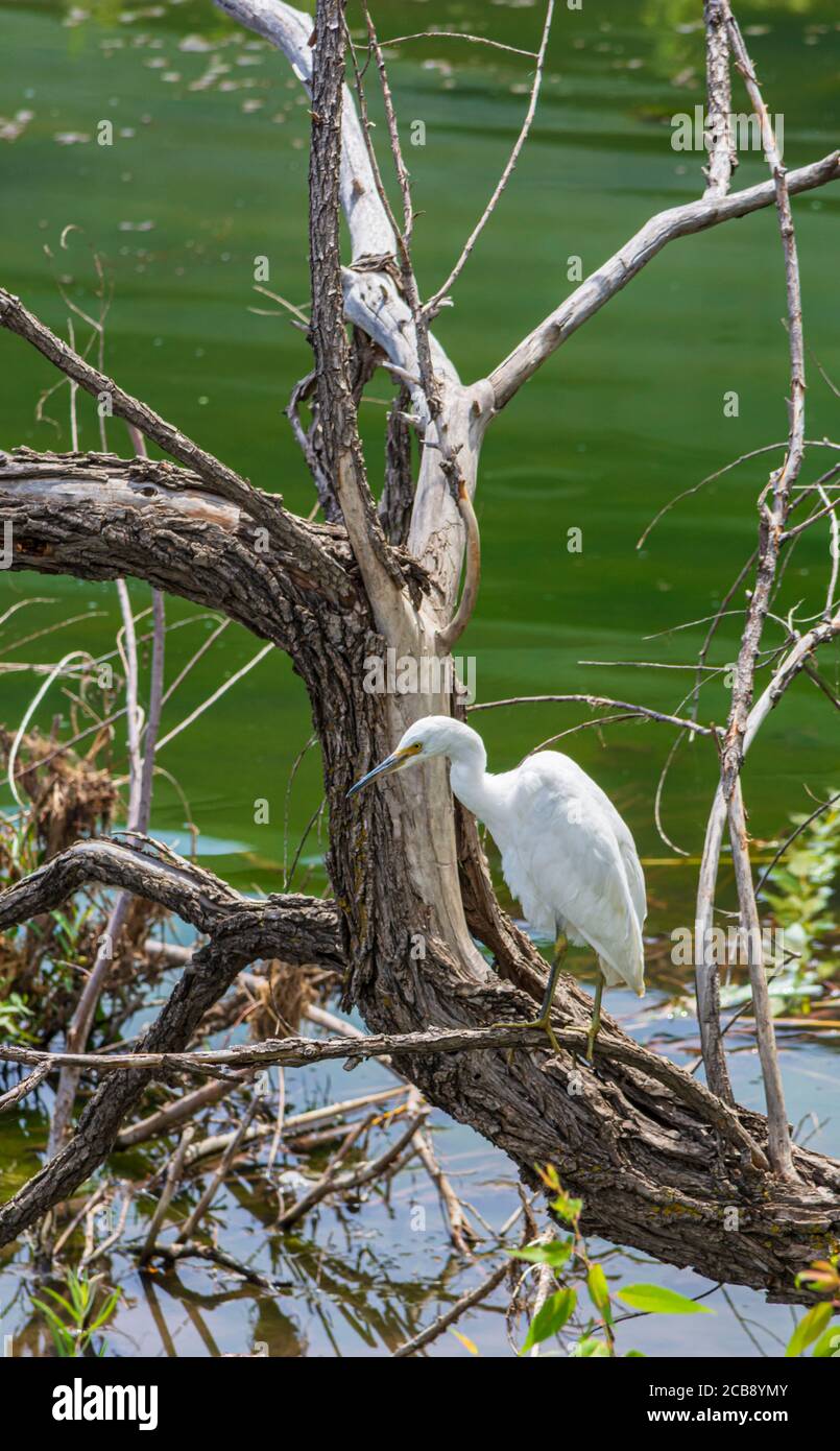 Le jeune Egret de neige (egretta thula) se dresse dans un arbre en bois de coton étudiant de petits poissons dans East Plum Creek, Castle Rock Colorado USA. Photo prise en août. Banque D'Images