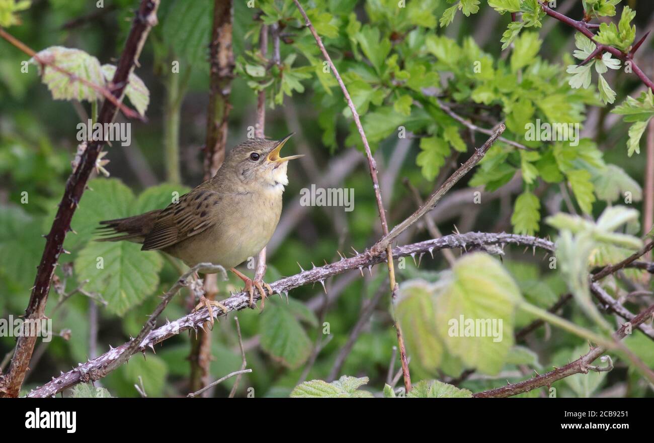 Une Paruline de grasshopper mâle chantante le long du canal à sursaut Banque D'Images