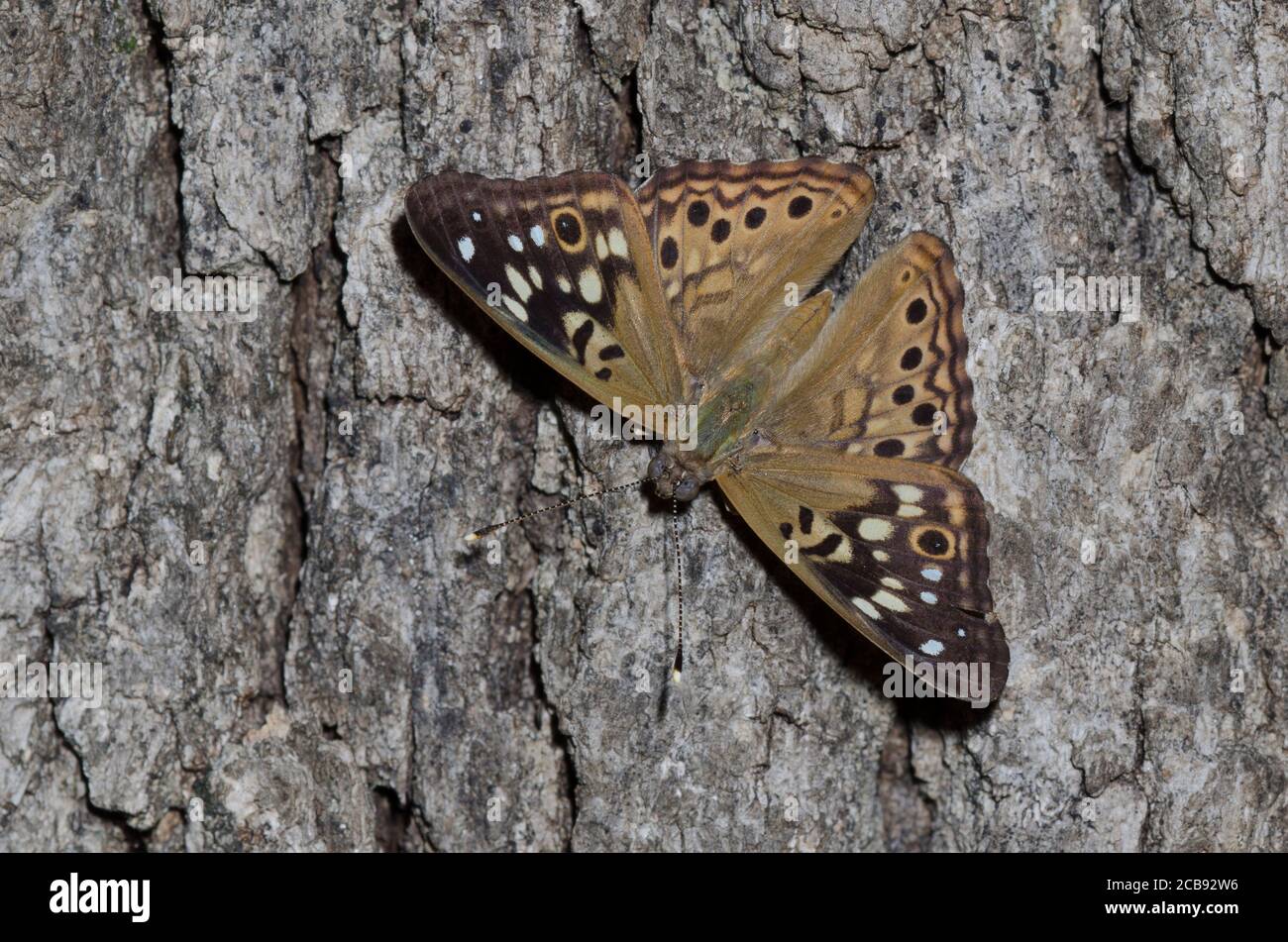 Asterocampa celtis micocoulier, Empereur Banque D'Images