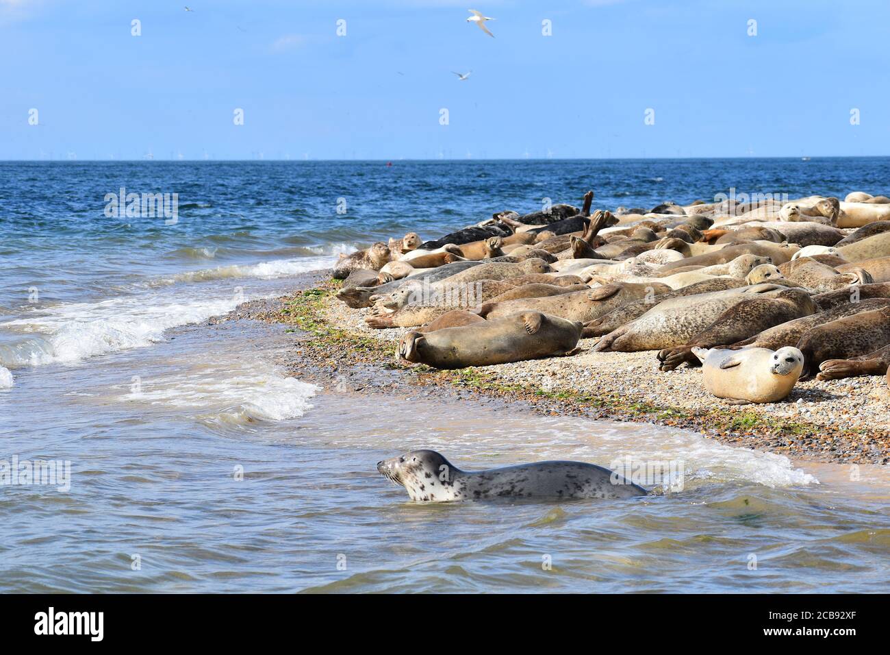 North Norfolk abrite la plus grande colonie de phoques d'Angleterre. Les phoques gris bob dans les vagues les phoques communs se trouvent sur la plage en attendant que leur nourriture baisse. Banque D'Images