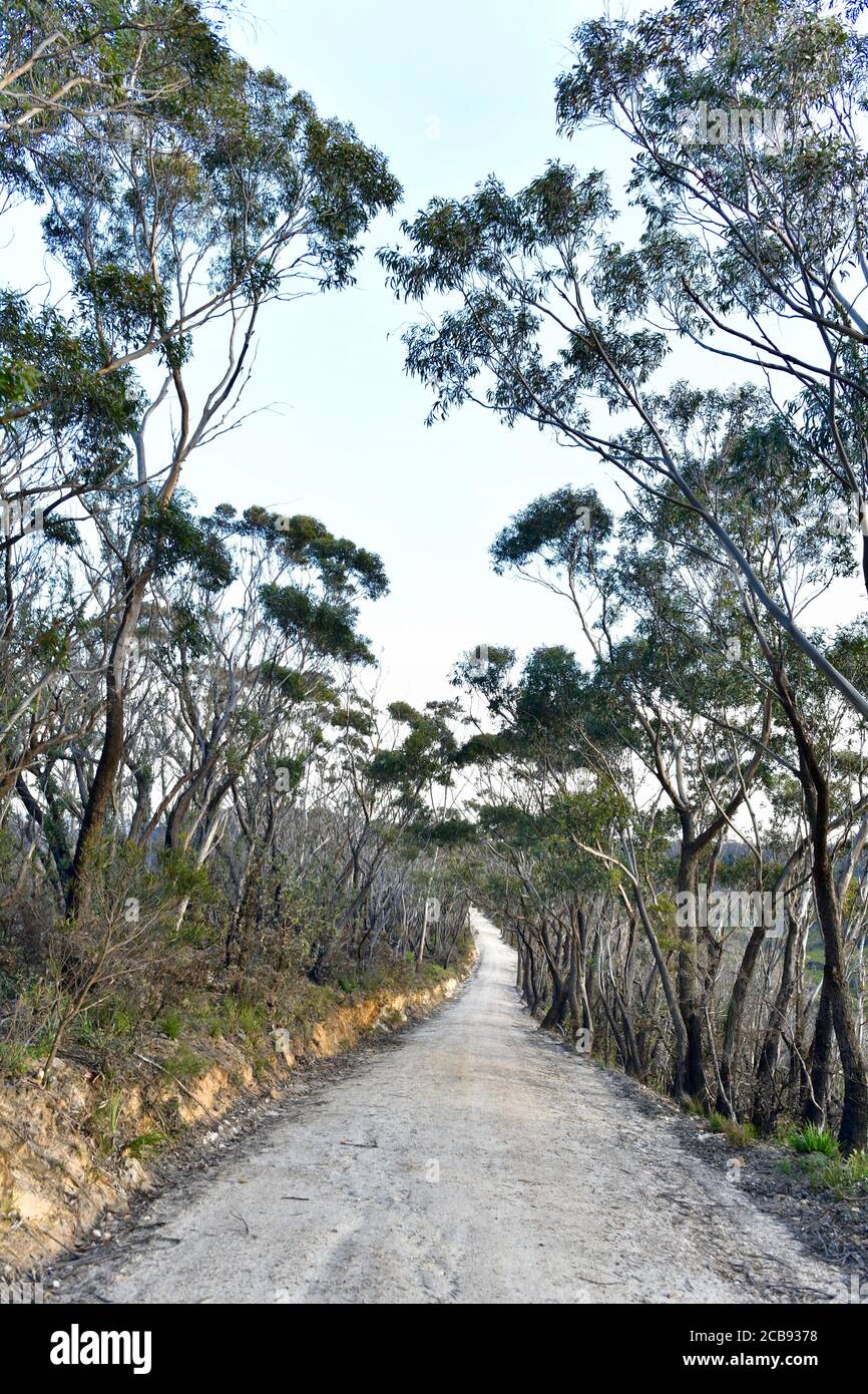 Vue sur une section de Glen Raphael Drive Katoomba Banque D'Images