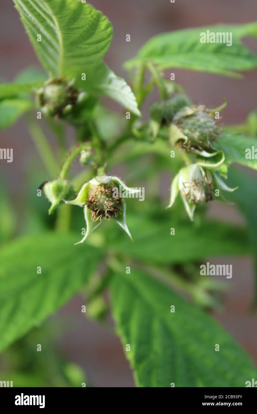 Jardin biologique urbain de la plante de framboise en fleur. Banque D'Images
