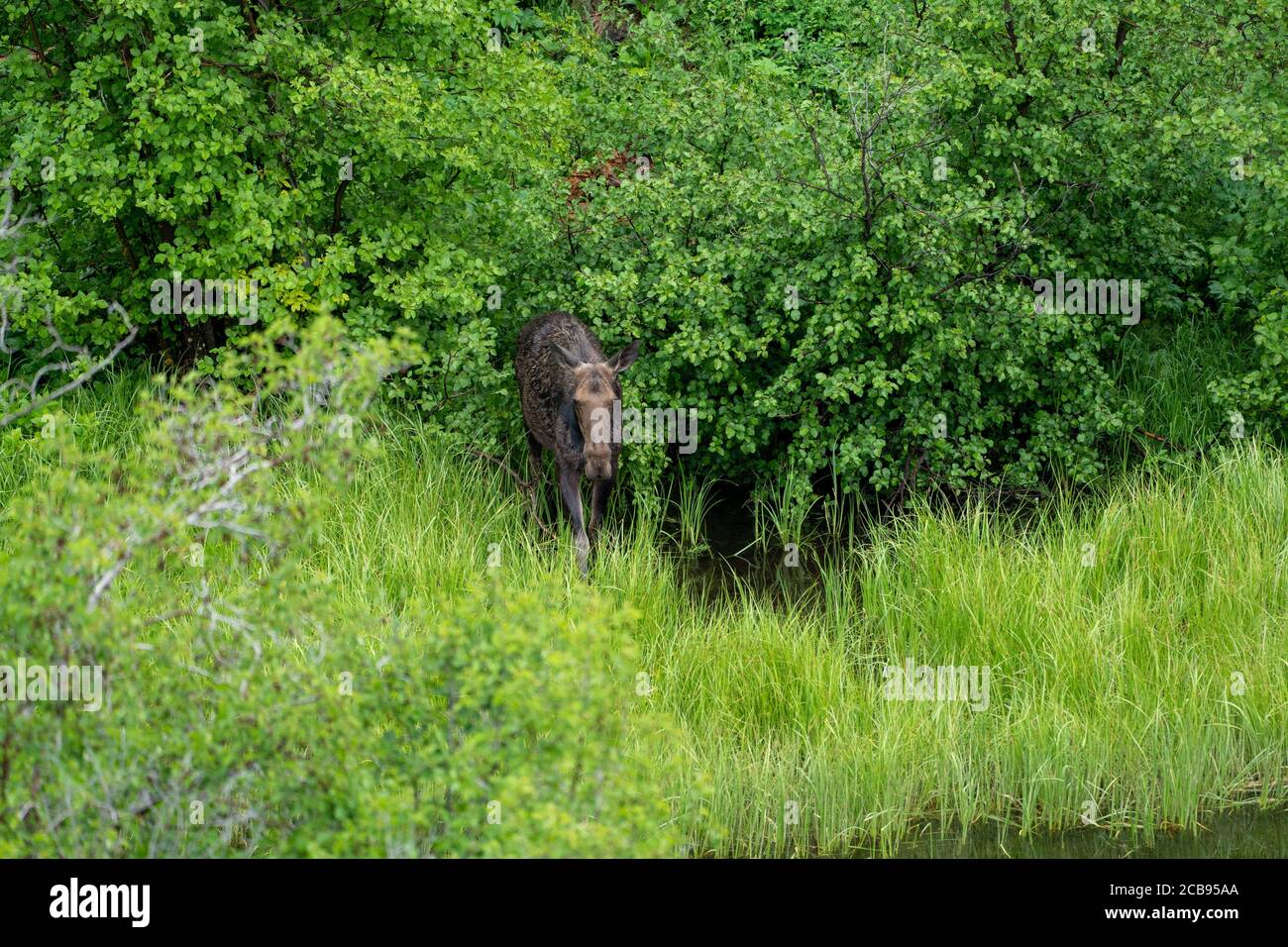 L'orignal femelle (vache) émerge des bois de Grand Teton Parc national près de la route Moose-Wilson Banque D'Images