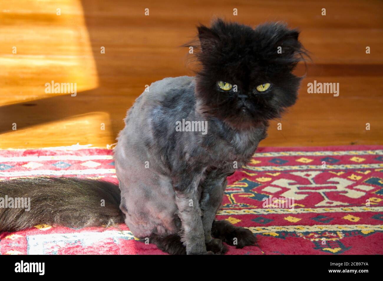 Lion Haired Banque D Image Et Photos Alamy Lion Haired Banque D Image Et Photos Alamy