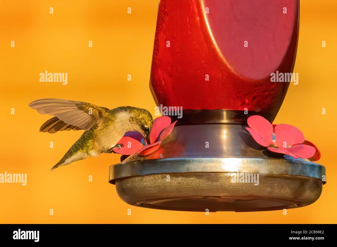 Nectar de Hummingbird à gorge rubis provenant d'un mangeoire Banque D'Images