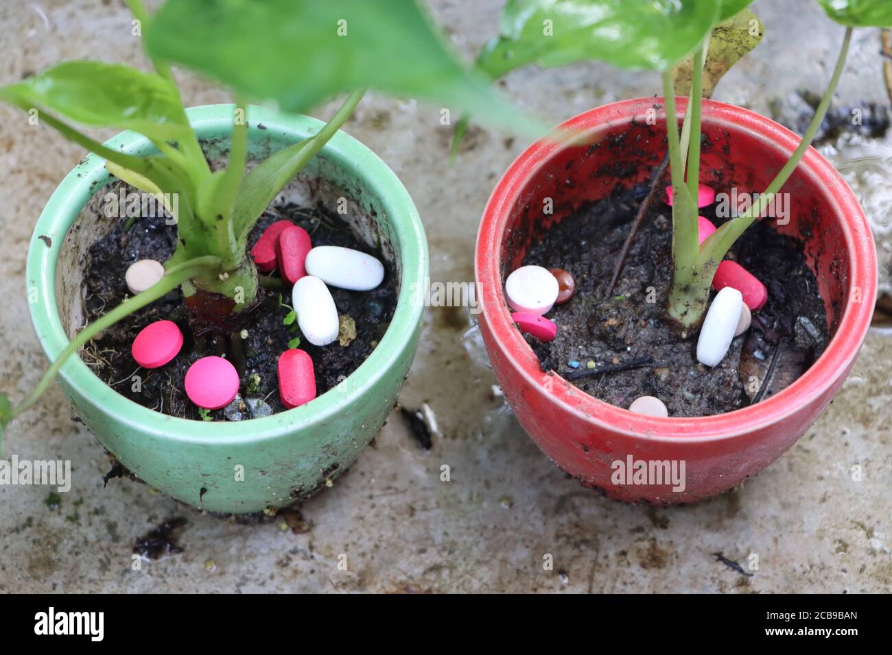 Application de pilules multicolores aux plantes, aux suppléments nutritionnels ou aux engrais Banque D'Images