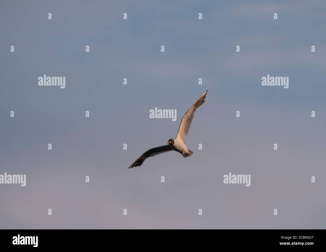 Adulte petite mouette Larus minutus en vol contre le ciel bleu rose, heure du coucher du soleil Banque D'Images