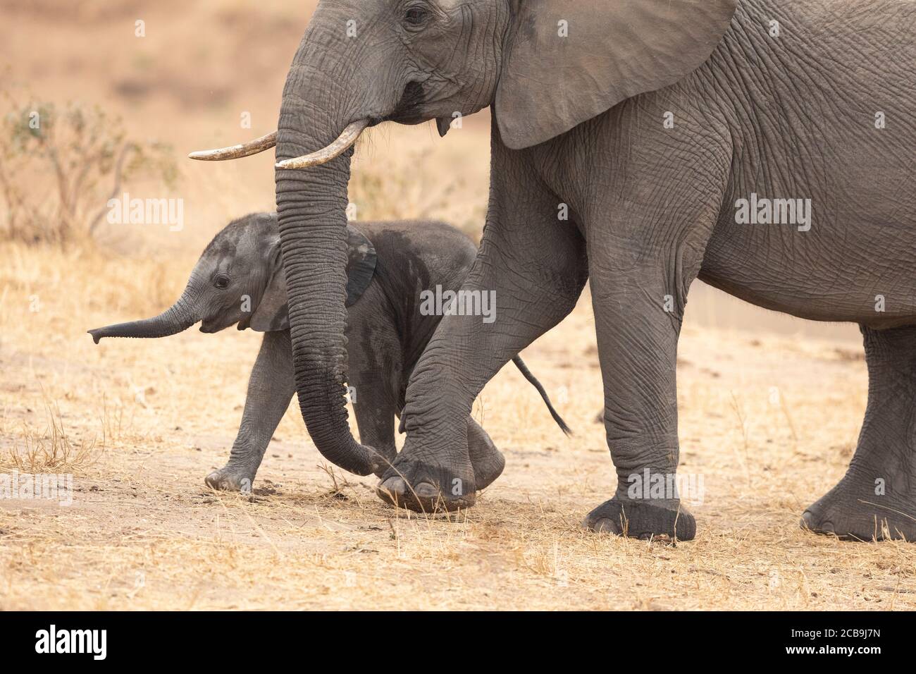 Mère et bébé éléphant marchant ensemble en hiver sec Parc national Kruger Afrique du Sud Banque D'Images