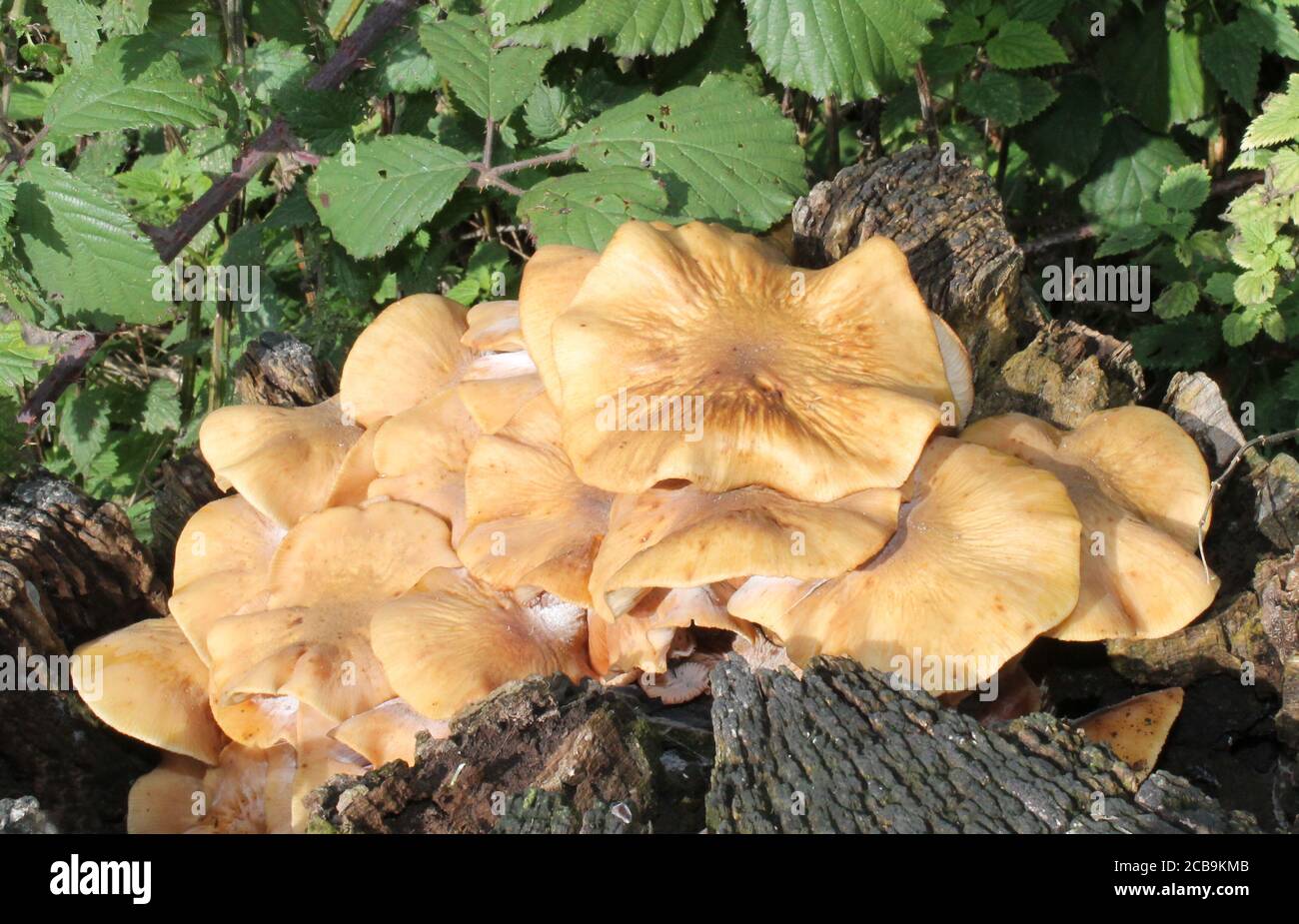 Champignon sauvage poussant sur un tronc d'arbre de Rotten. Banque D'Images