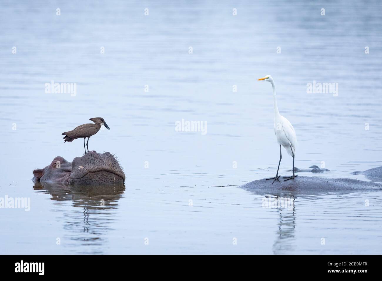 Hammerkop et l'aigrette de bétail de pêche de l'hippopotame de retour à Kruger Parc Afrique du Sud Banque D'Images