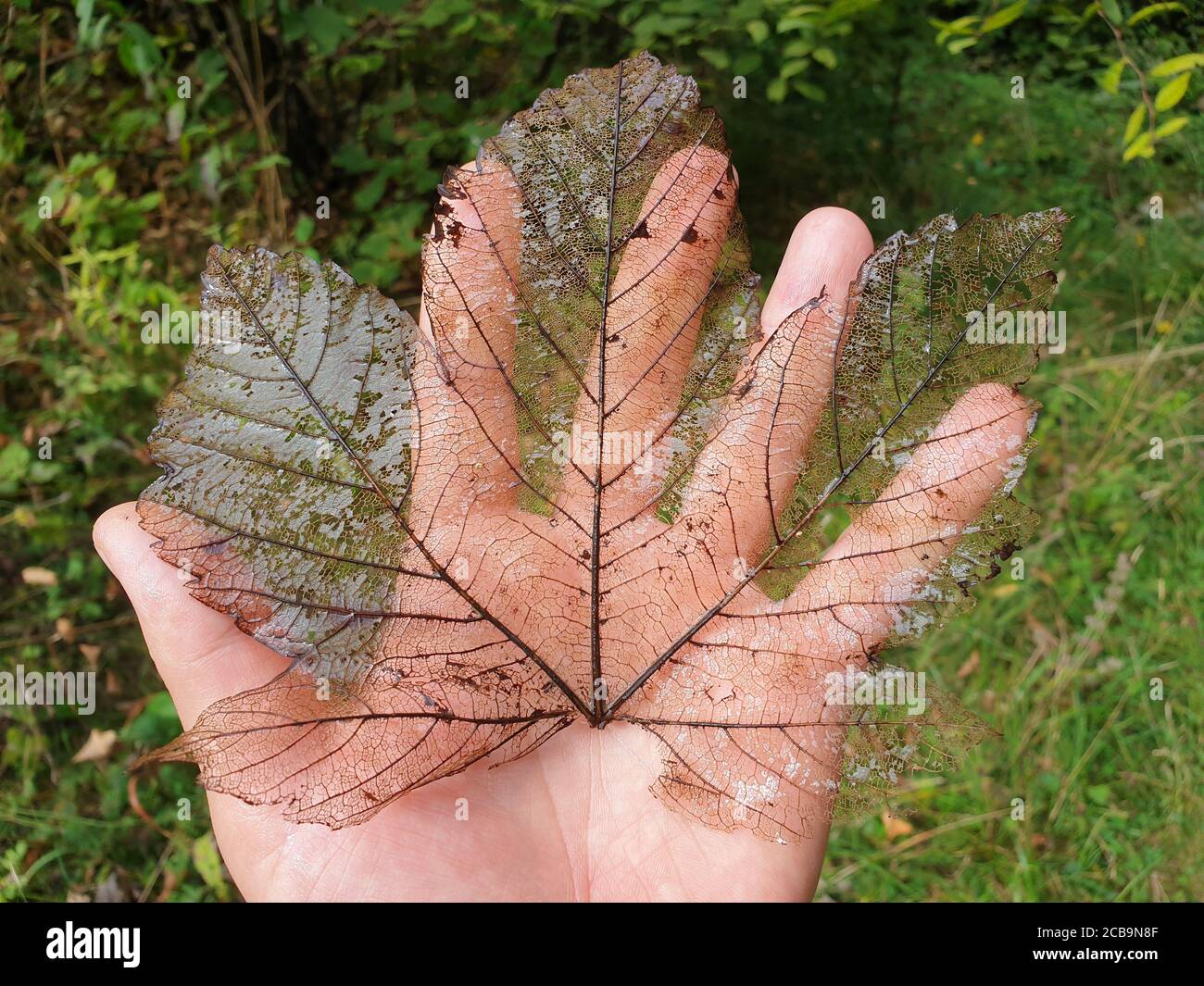 Décomposition de la feuille d'érable canadienne dans la paume de la main. Structure en dentelle transparente de feuilles d'érable mortes cueillies sur le sol forestier. Texture naturelle et Banque D'Images