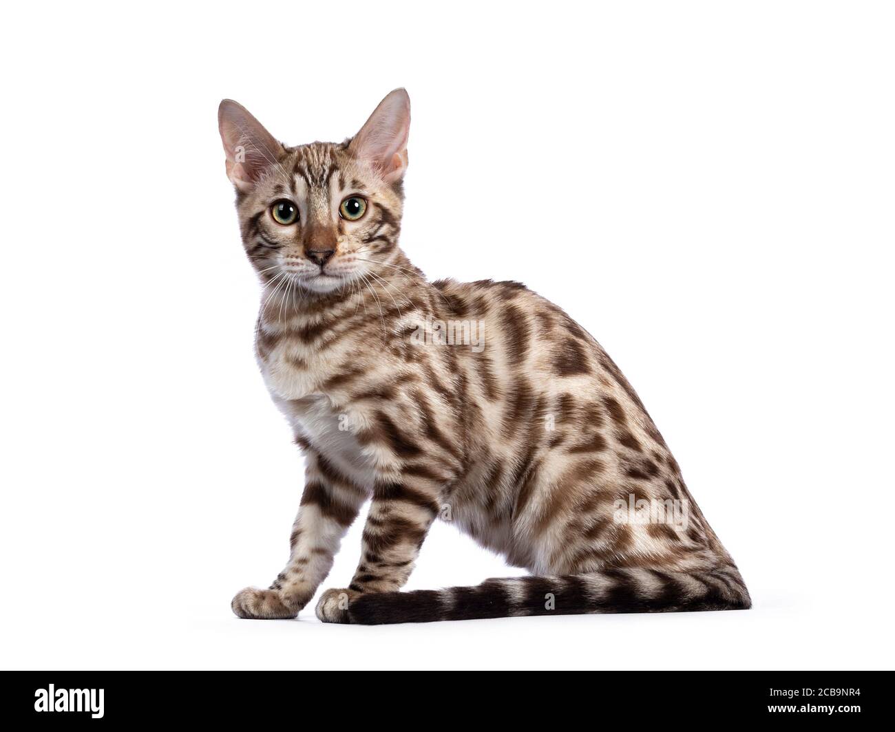 Bengal Cat Snow Bengal Banque D Image Et Photos Page 2 Alamy