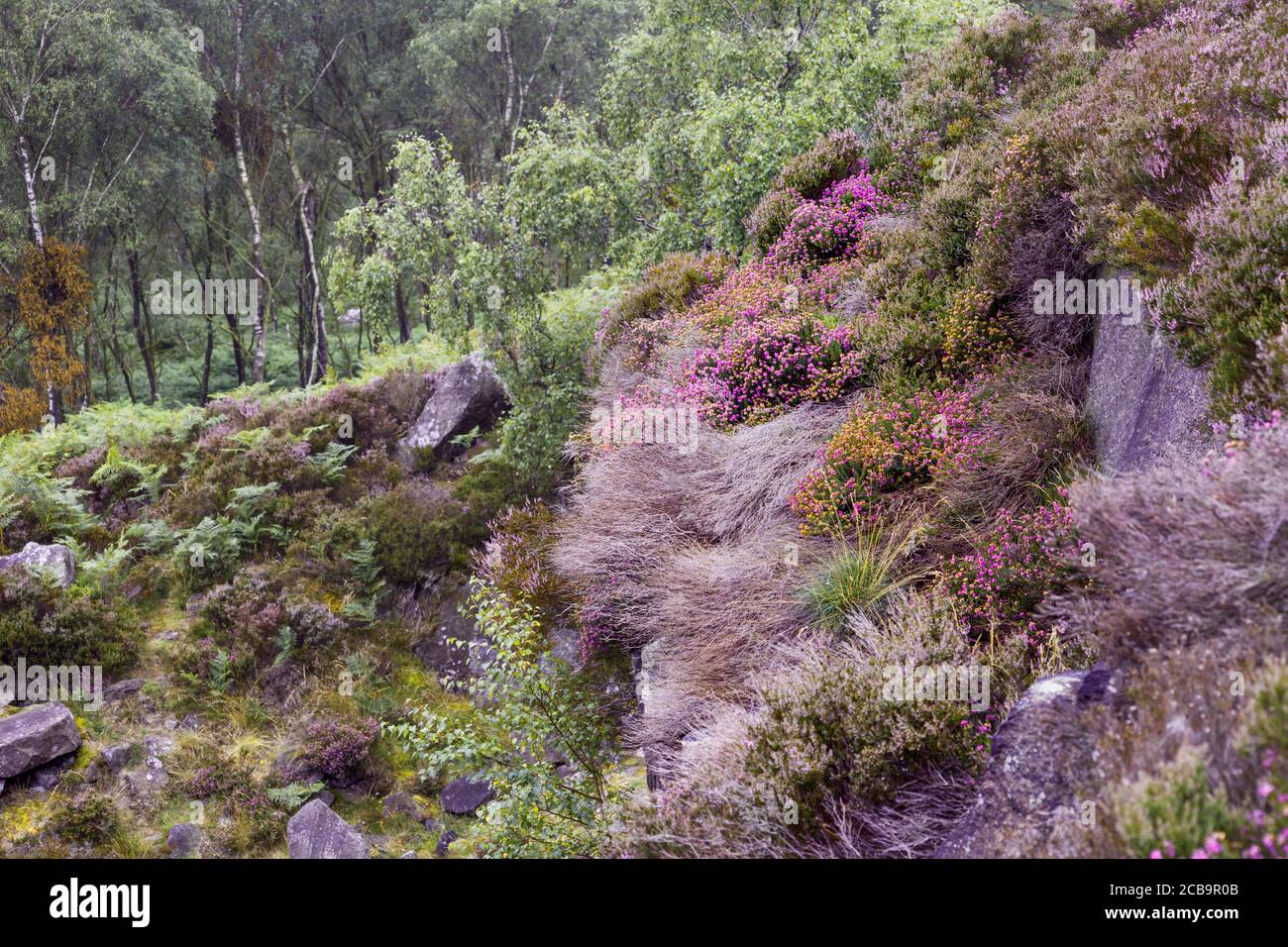 Heather Floraison dans le parc national de Peak District, au Royaume-Uni Banque D'Images