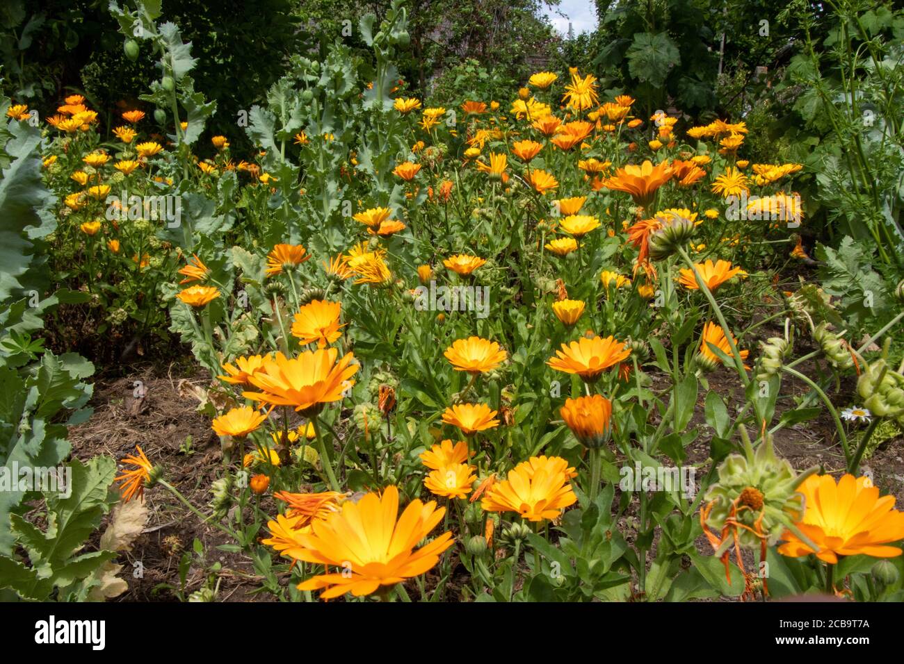 Marigolds de champs d'orange dans un jardin verdoyant Banque D'Images