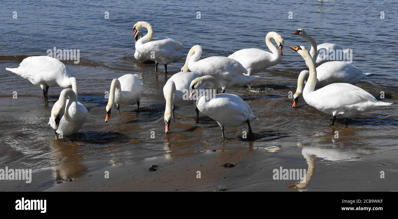 Un troupeau de cygnes qui boivent de l'eau douce à partir d'un ruisseau qui coule dans la mer. Banque D'Images Un troupeau de cygnes qui boivent de l'eau douce à partir d'un ruisseau qui coule dans la mer. Banque D'Images