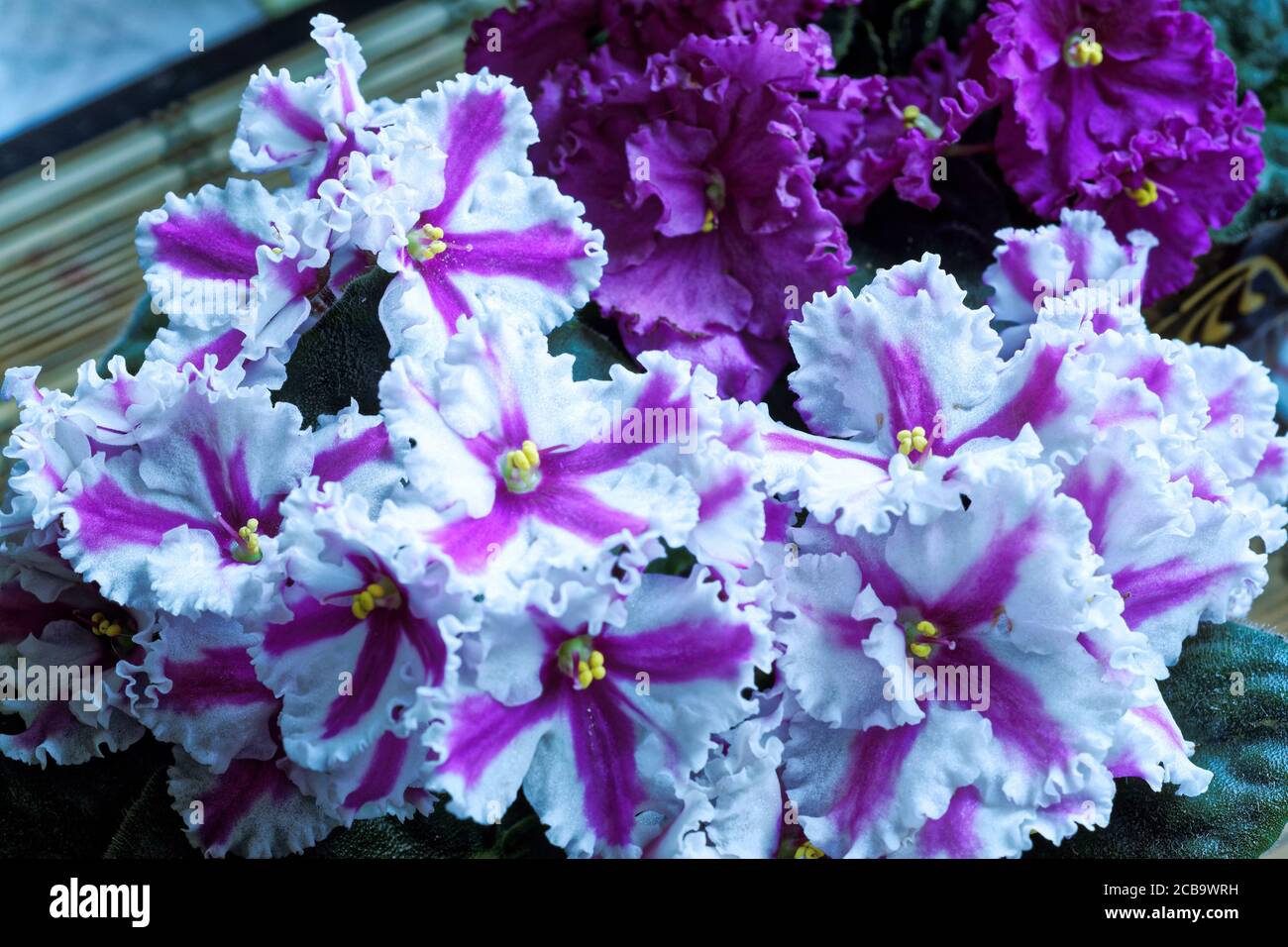 Fleurs de photo, violettes, bouquet, cadeau, félicitations, Banque D'Images