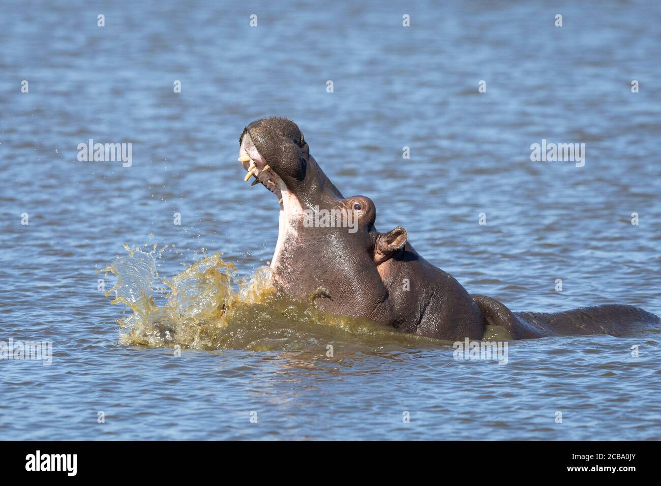 Un jeune hippopotame baille dans la lumière de l'après-midi avec des éclaboussures d'eau autour Sa bouche s'ouvre à Kruger Park en Afrique du Sud Banque D'Images