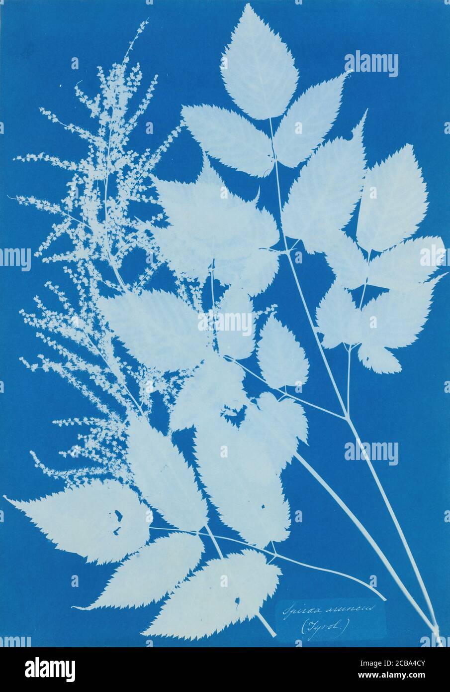 Spiraea aruncus (Tyrol), 1851-54. Cette étude botanique est la première œuvre de l'artiste britannique Anna Atkins. Le cyanotype est de plusieurs branches d'un arbuste à fleurs tyrolien et est un superbe exemple des photogrammes sans camérales d'Atkin d'algues et de spécimens de plantes. Banque D'Images