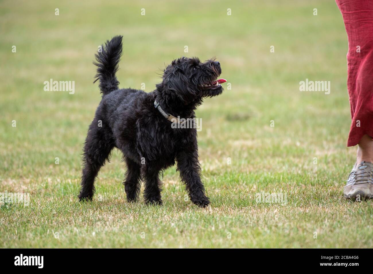 Hampshire, Angleterre, Royaume-Uni. Août 2020. Portrait d'un chien Borderpoo noir pendant une session d'entraînement avec le propriétaire. Une croix entre un Border Terrier et un Banque D'Images