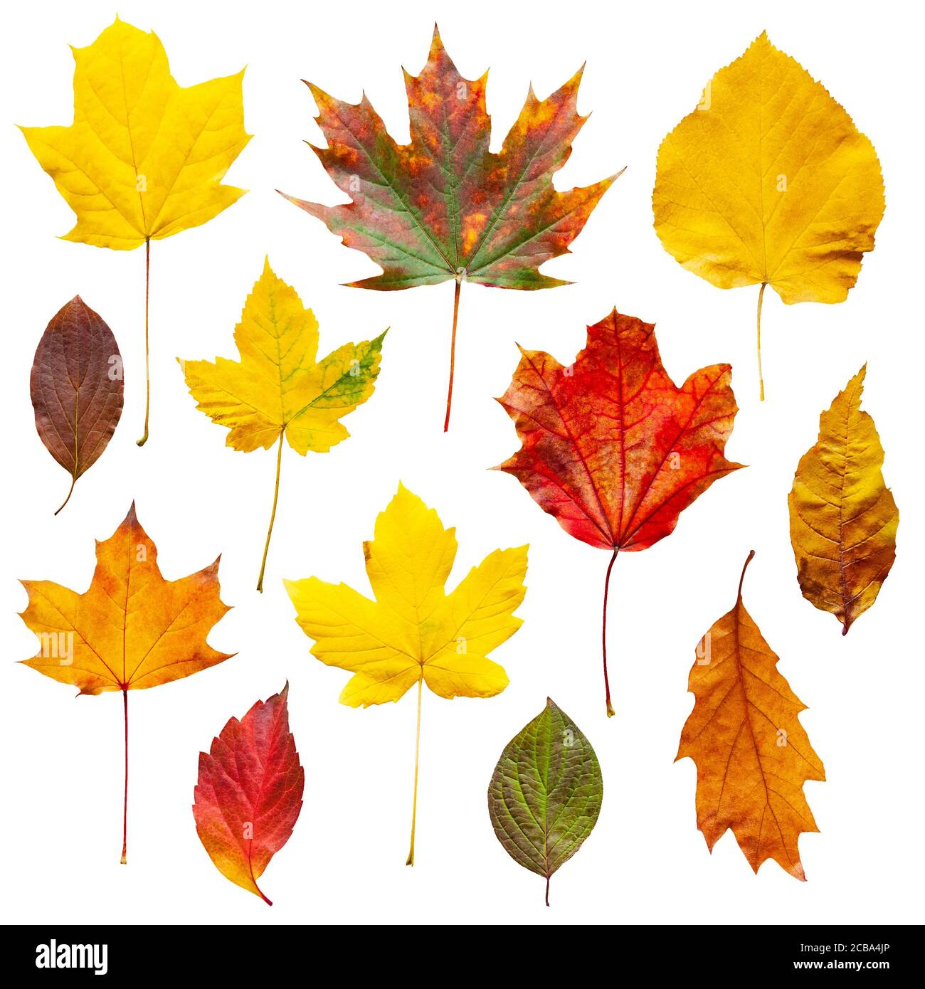 Feuilles d'automne colorées isolé sur fond blanc Banque D'Images