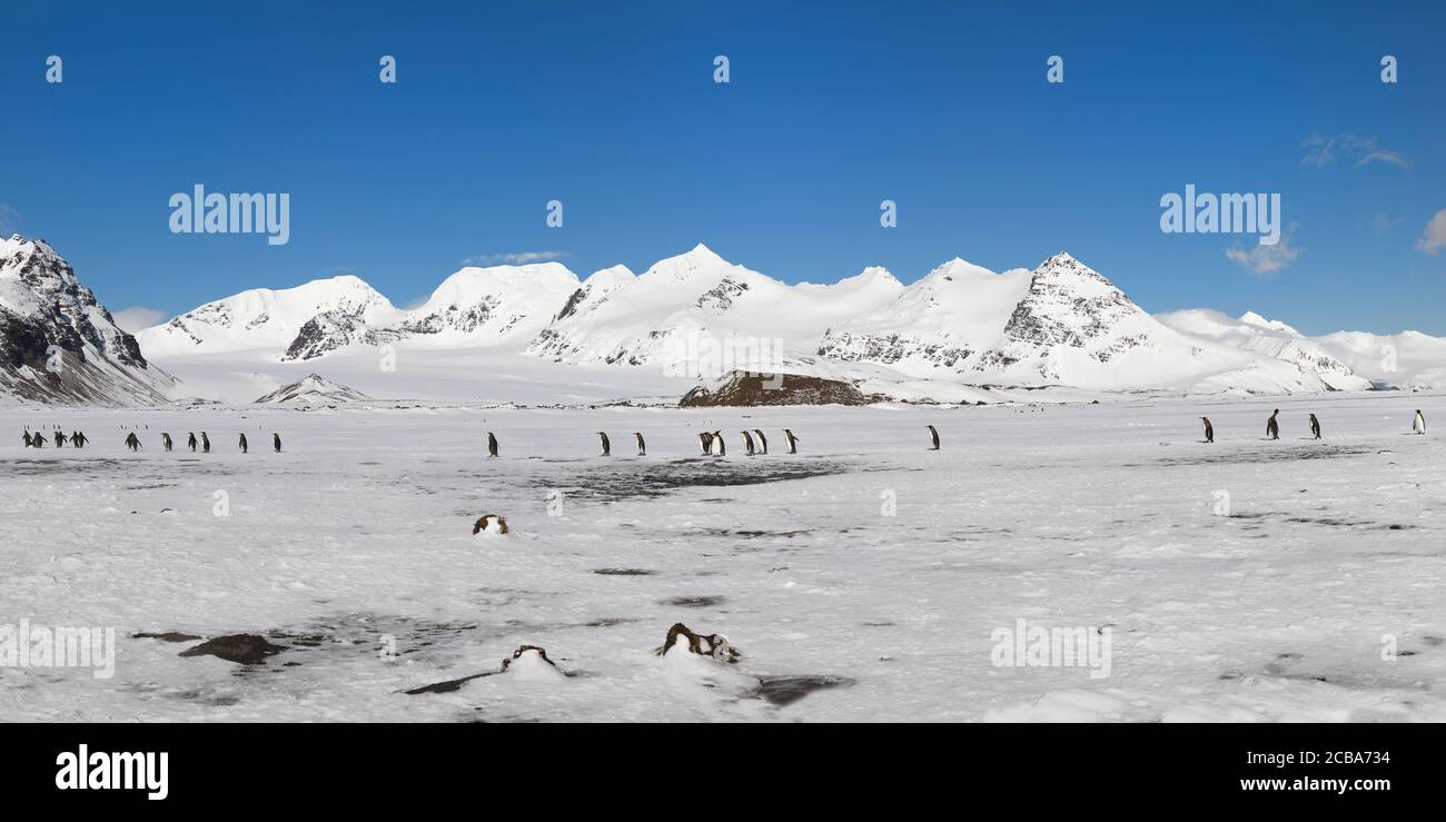 Les manchots du roi (Aptenodytes patagonicus) marchant sur la neige couverte de la plaine de Salisbury, île de Géorgie du Sud, Antarctique Banque D'Images