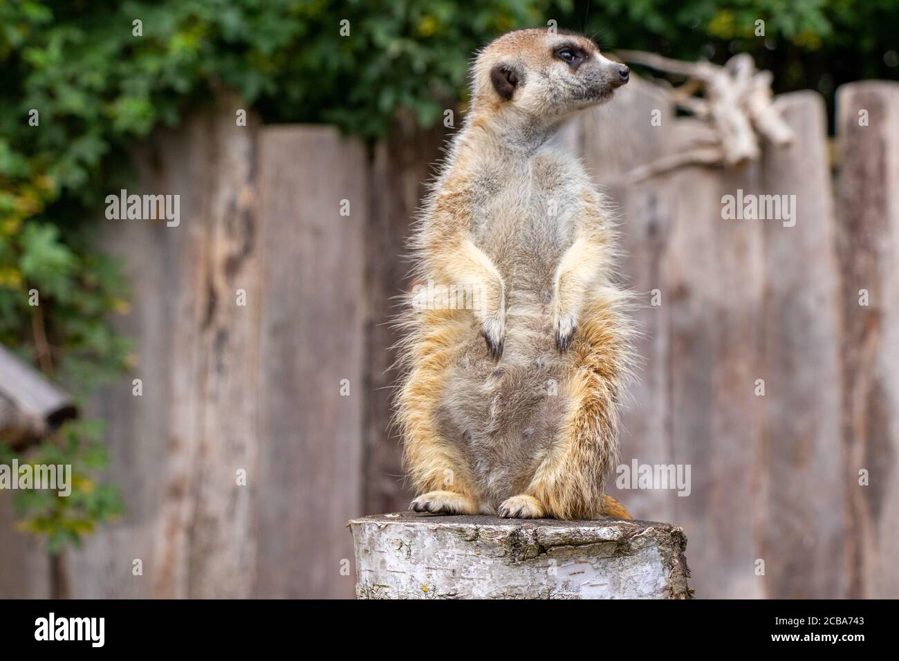 Gros plan d'un meerkat debout et regardant de près quelque chose Banque D'Images