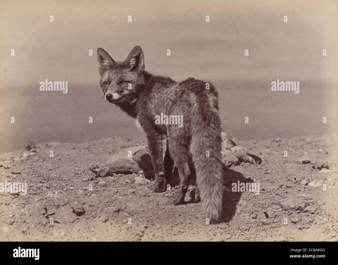 [Fox], 1886. Banque D'Images