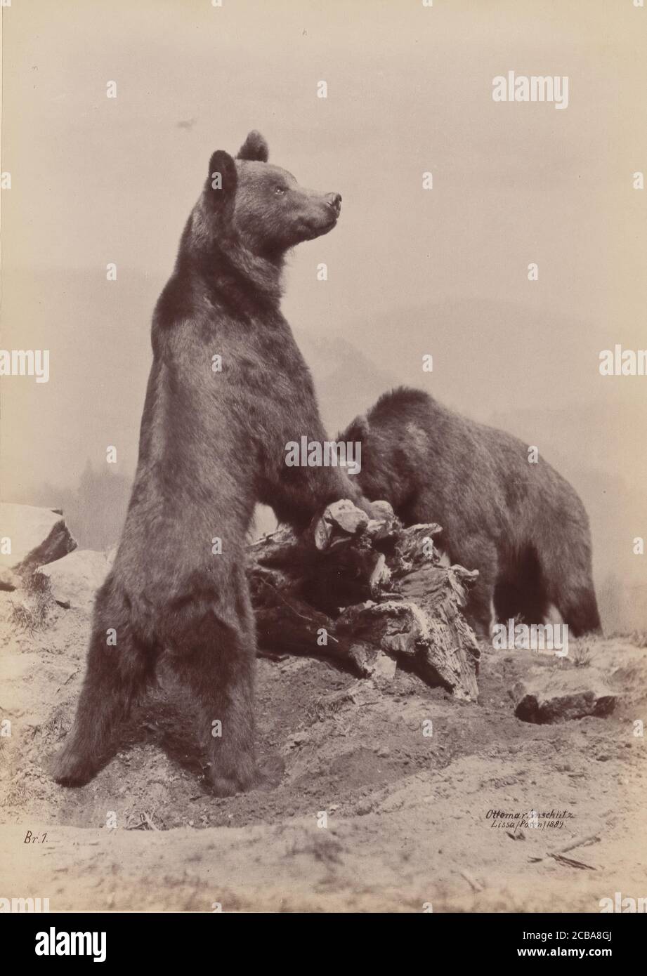 [Deux ours], 1889. Banque D'Images