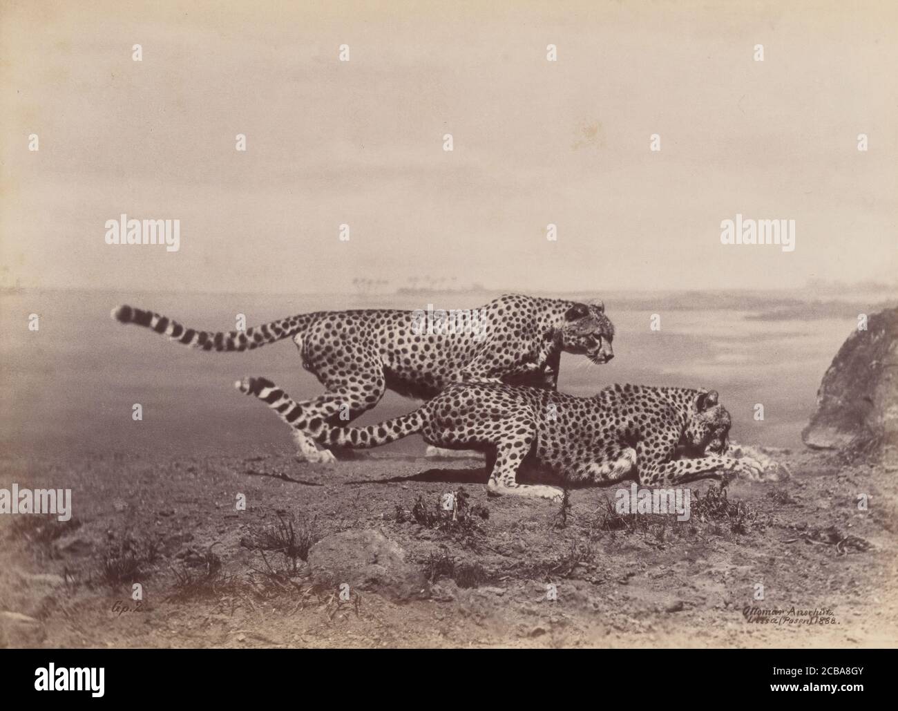 [Deux Cheetahs], 1888. Banque D'Images