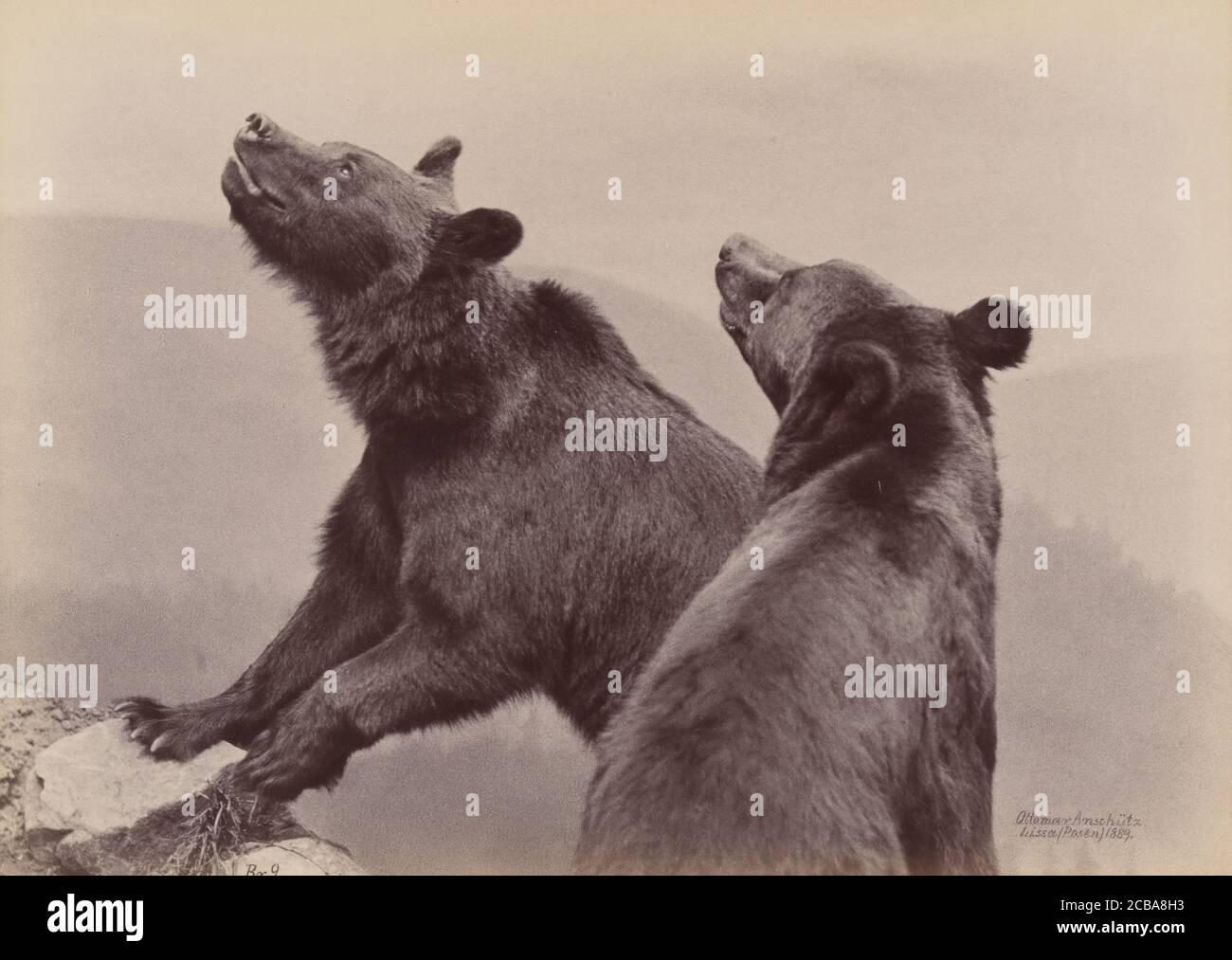 [Deux ours], 1889. Banque D'Images