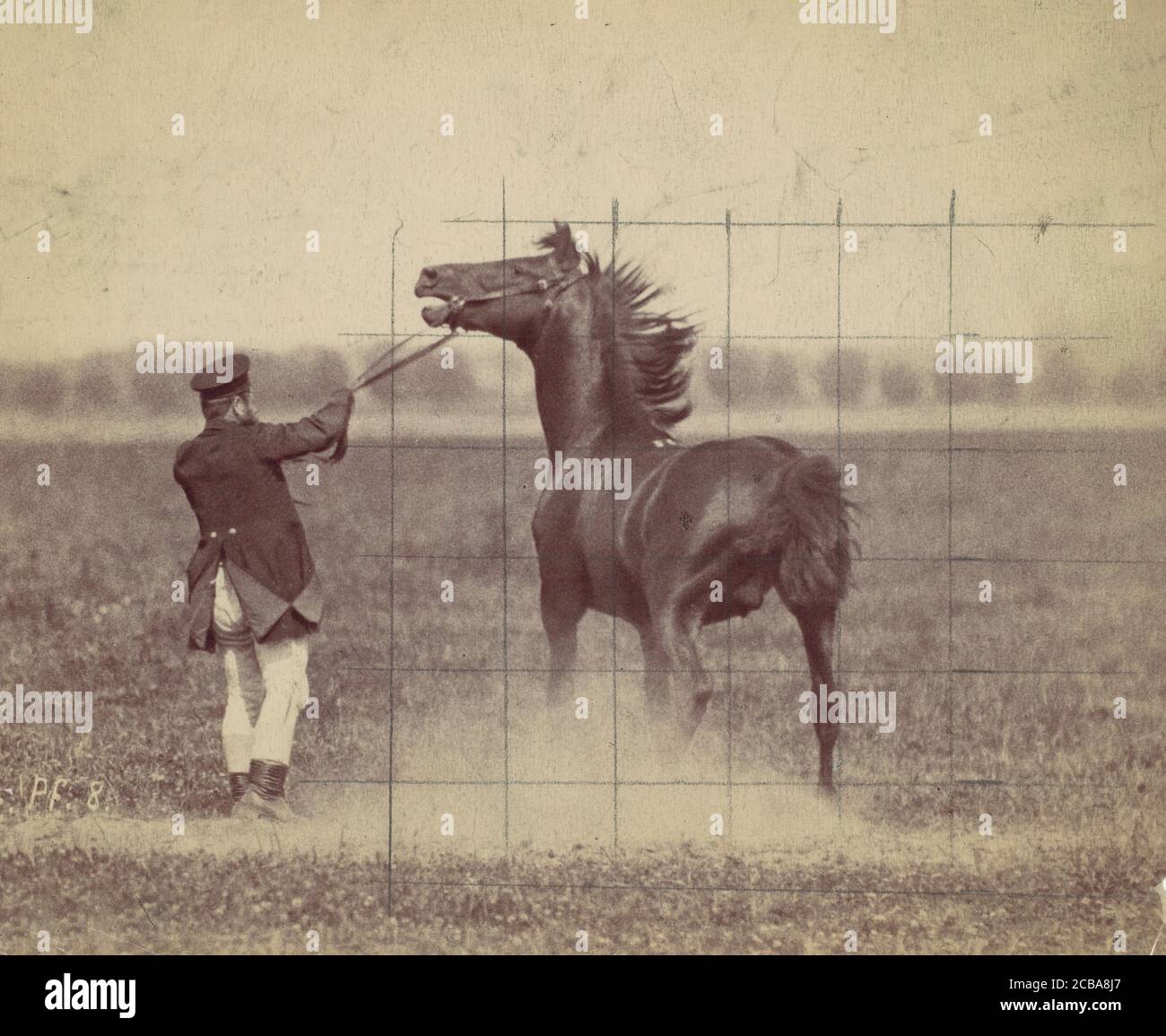 Cheval, 1884. Banque D'Images