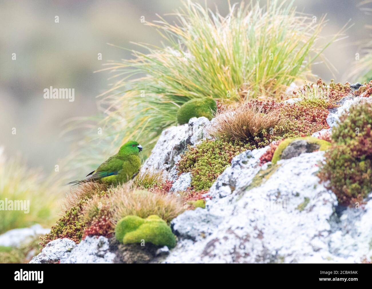 Parapet vert d'antipodes (Cyanoramphus unicolor), endémique aux îles d'Antipodes, fourragent sur le sol au sommet d'une falaise couverte de faune arctique, Nouvelle-Zélande, îles d'Antipodes Banque D'Images