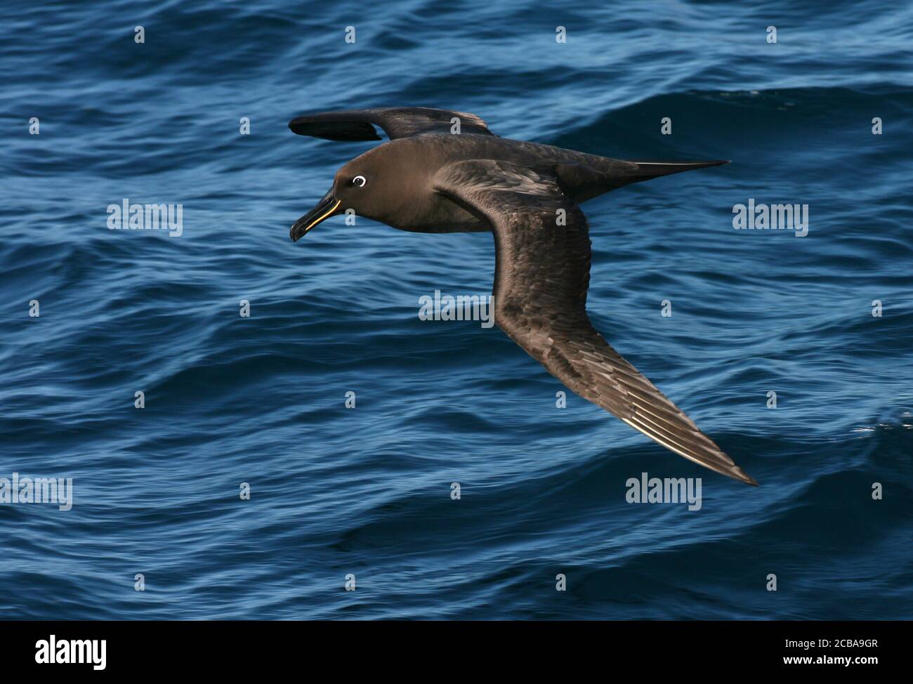 Albatros (Phoebetria fusca), vol en vol au-dessus de l'océan Atlantique Sud, vue latérale, Tristan da Cunha Banque D'Images