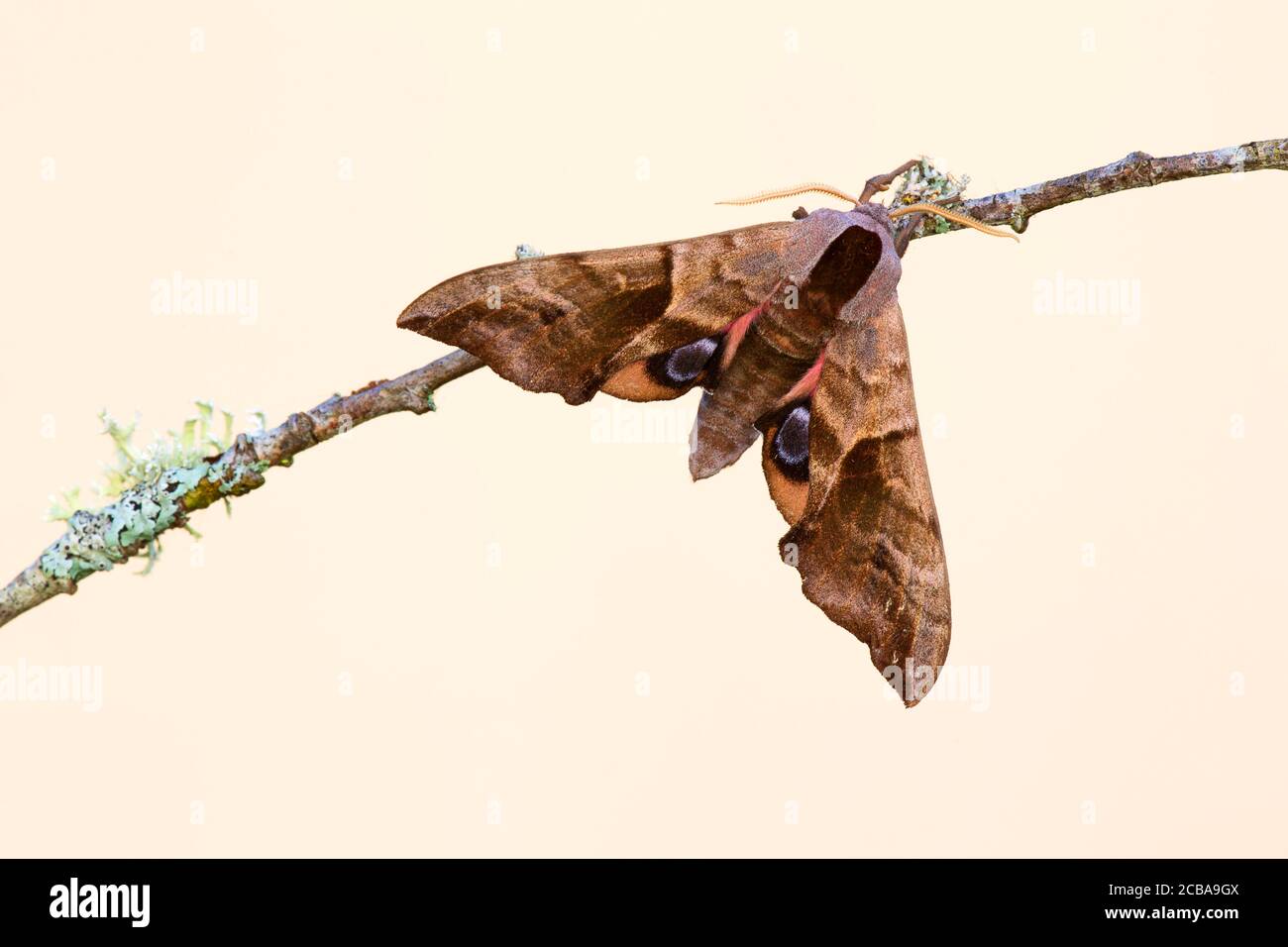 Faucon-Moth aux yeux, wakmoth aux yeux, Hawkmoths Hawk-Moths (Smerinthus ocellata, Smerinthus ocellatus), assis à une branche, vue d'en haut, Belgique Banque D'Images